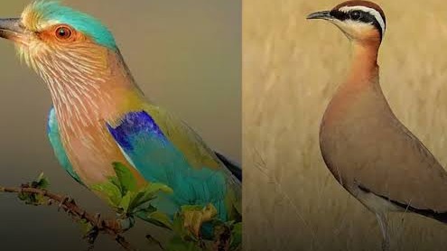 India to Assess 1,211 Bird Species for Conservation Status