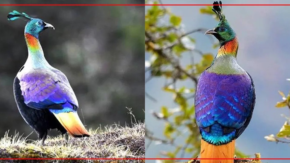 Himalayan Monal's Habitat and Behavior Affected by Growing Human Activity